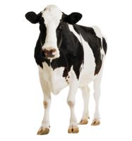 animals & Cow free transparent png image.