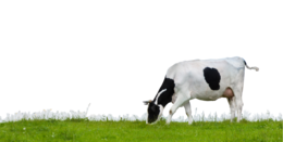 animals & cow free transparent png image.