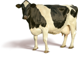 animals & Cow free transparent png image.