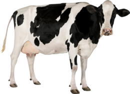 animals & cow free transparent png image.