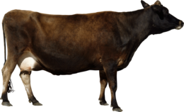 animals & Cow free transparent png image.