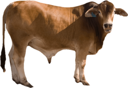 animals & cow free transparent png image.