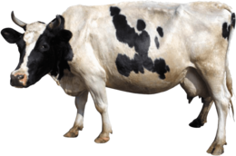 animals & Cow free transparent png image.