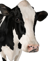 animals & Cow free transparent png image.