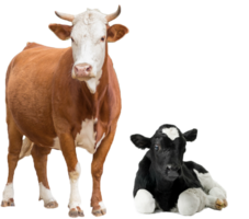 animals & Cow free transparent png image.