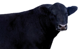 animals & Cow free transparent png image.