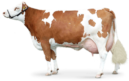 animals & cow free transparent png image.