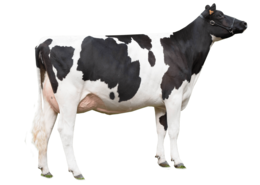 animals & Cow free transparent png image.