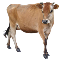 animals & Cow free transparent png image.