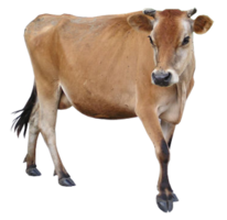 animals & cow free transparent png image.