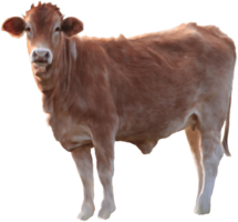 animals & cow free transparent png image.