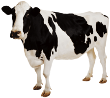 animals & Cow free transparent png image.