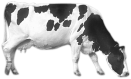 animals & cow free transparent png image.