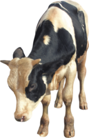 animals & cow free transparent png image.