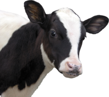 animals & Cow free transparent png image.