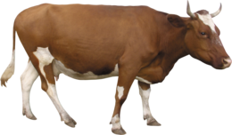 animals & cow free transparent png image.