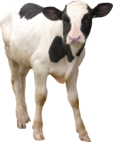 animals & cow free transparent png image.