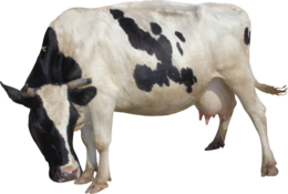 animals & Cow free transparent png image.