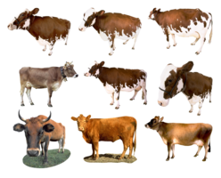 animals & cow free transparent png image.