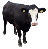 animals & cow free transparent png image.