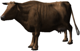 animals & Cow free transparent png image.