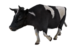 animals & Cow free transparent png image.