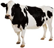 animals & Cow free transparent png image.