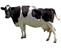 animals & Cow free transparent png image.