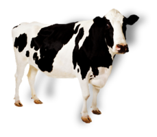 animals & Cow free transparent png image.