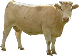 animals & cow free transparent png image.
