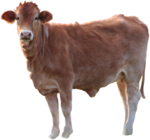 animals & Cow free transparent png image.