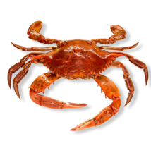 animals & crab free transparent png image.