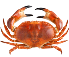 animals & crab free transparent png image.