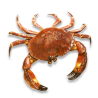 animals & crab free transparent png image.