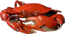 animals & Crab free transparent png image.