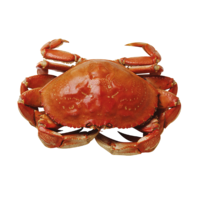 animals & crab free transparent png image.