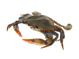 animals & crab free transparent png image.