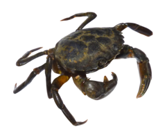 animals & Crab free transparent png image.