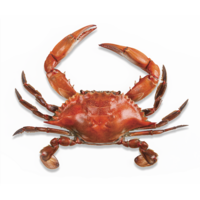 animals & Crab free transparent png image.