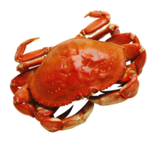 animals & crab free transparent png image.