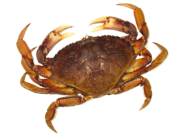 animals & crab free transparent png image.