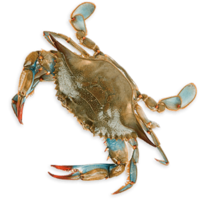 animals & Crab free transparent png image.