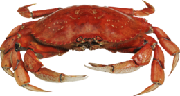 animals & crab free transparent png image.