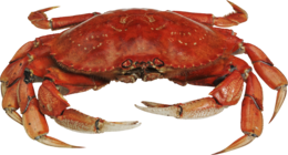 animals & crab free transparent png image.