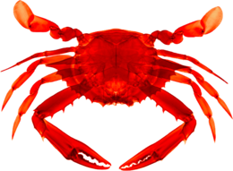 animals & crab free transparent png image.