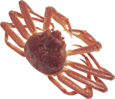 animals & crab free transparent png image.