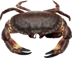 animals & crab free transparent png image.