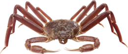 animals & Crab free transparent png image.