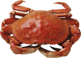 animals & crab free transparent png image.