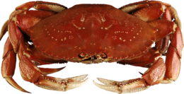 animals & crab free transparent png image.